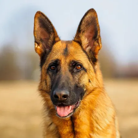 In Near Spieljoch Lift 펜션 *